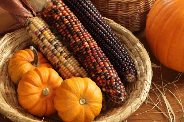 Calabazas y maíz indio arreglo . — Foto de Stock