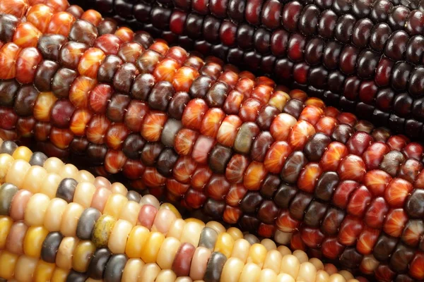 Gros plan sur le maïs indien — Photo