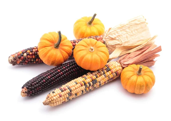 Indian corns and little pumpkins on white background — Stock Photo, Image