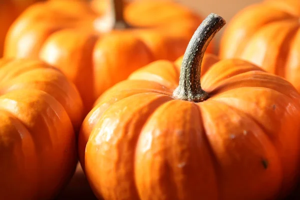 Little pumpkins close-up — Stock Photo, Image