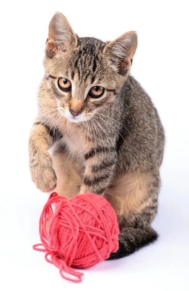 Little cat playing with wool — Stock Photo, Image