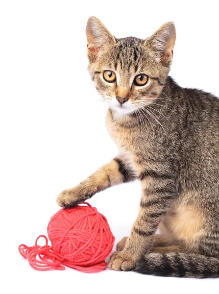 Little cat playing with wool — Stock Photo, Image
