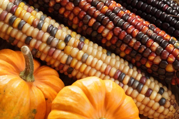 Pumpkins and indian corn arrangement — Stock Photo, Image