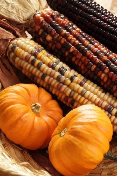 Pumpkins and indian corn close-up — Stock Photo, Image