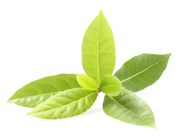 Branch of bay leaf on white background — Stock Photo, Image