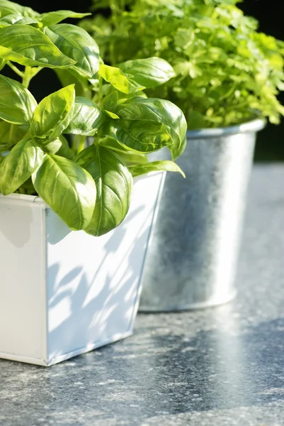 Fresh basil and parsley in flowerpots. — Stock Photo, Image