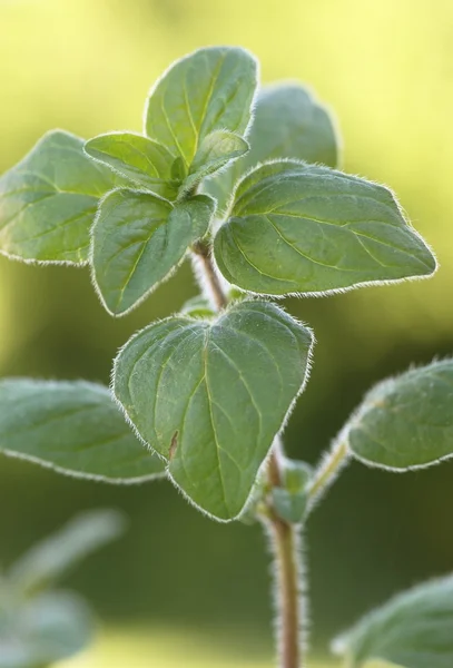 Close-up of oregano. — Stock Photo, Image