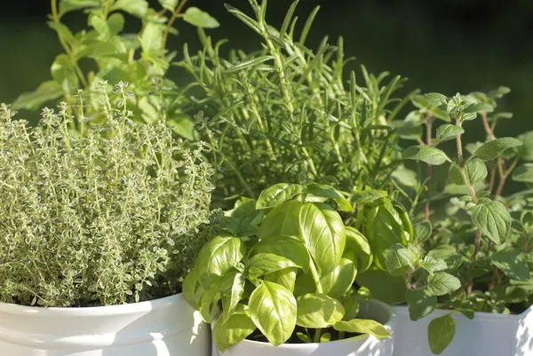 Närbild av timjan, basilika, rosmarin, mynta och oregano — Stockfoto