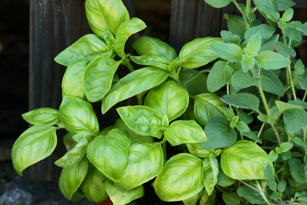 Close-up dari kemangi segar dan oregano — Stok Foto