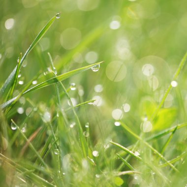 çimen çiy ile yakın çekim.