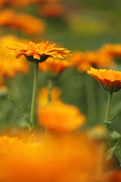 Close-up of marigold (calendula) flowers. — Stock Photo, Image