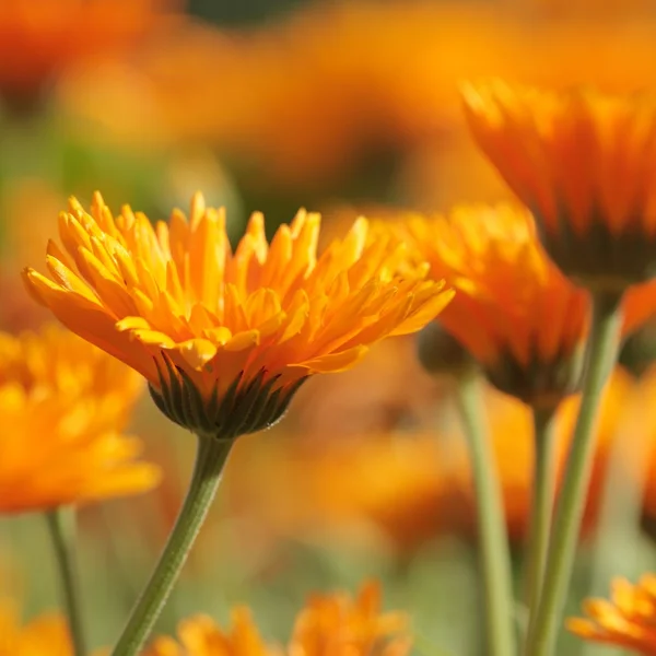 Close-up of marigold (calendula) flowers. — Stock Photo, Image