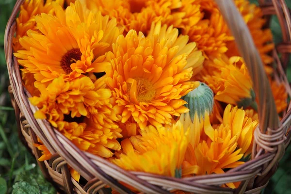 Top view of basket with marigold (calendula) flowers — Stock Photo, Image