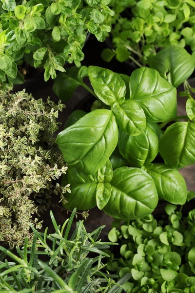 Basil, rosemary, thyme dan oregano dalam pot bunga . — Stok Foto