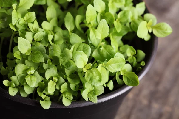 Close up of basil seedlings in flower pot. — Stock Photo, Image