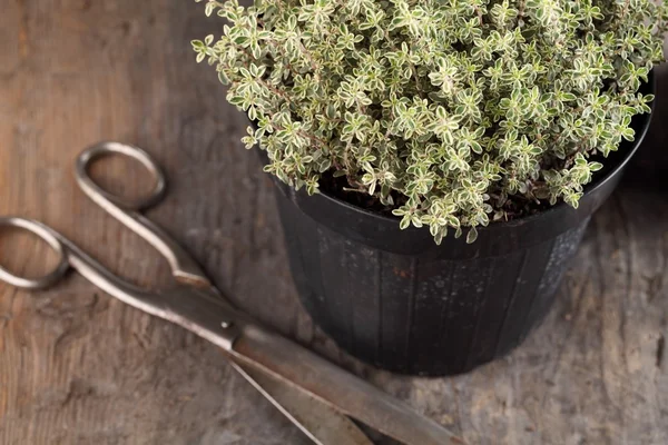 Close-up of thyme in flower pot and scissors. — Stock Photo, Image