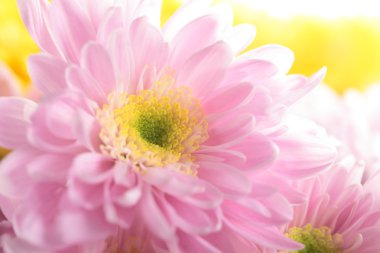 pembe krizantem Close-Up