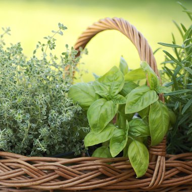 kekik, fesleğen ve biberiye-Bahçe sepeti