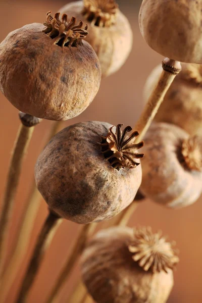 Close-up of dry poppy heads — Stock Photo, Image