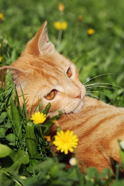 Mladá kočka v trávě — Stock fotografie