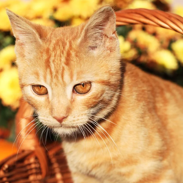 Détail du chat roux assis dans le panier . — Photo
