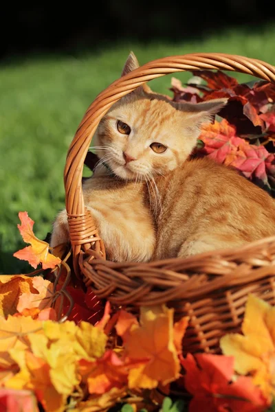 Kitten in basket and colorful autumn decorations. — Stock Photo, Image