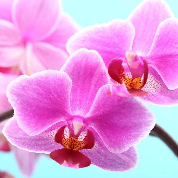 Close-up of orchid on blue background. — Stock Photo, Image