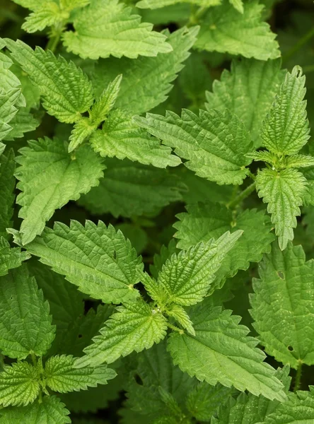 Detalhe de plantas de urtiga — Fotografia de Stock