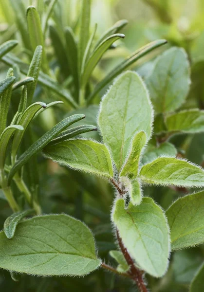 Close-up of oregano and rosemary. — Stock Photo, Image