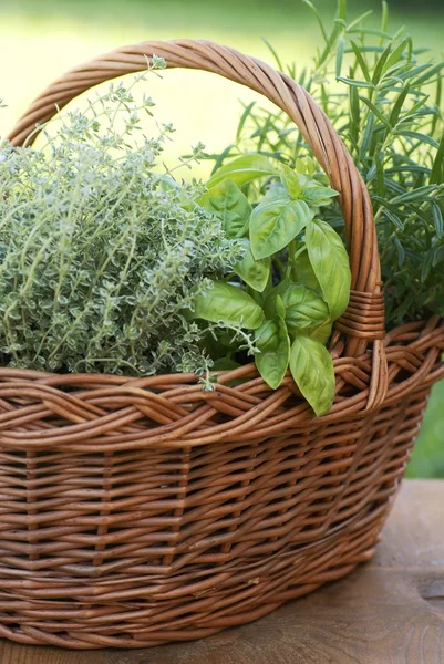 Basket with thyme, basil and rosemary in the garden — Stock Photo, Image