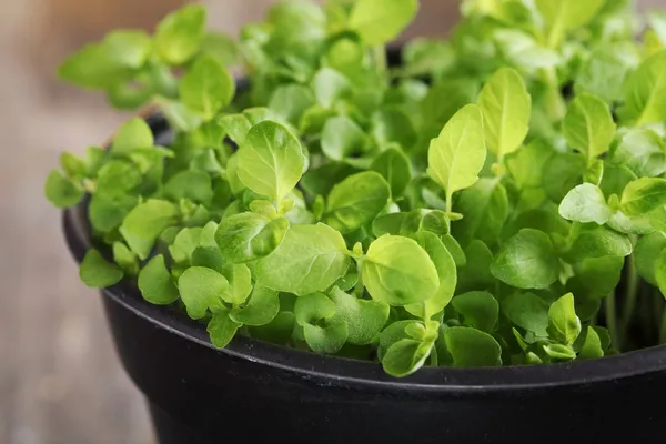 Close-up of basil seedlings in flower pot — Stock Photo, Image