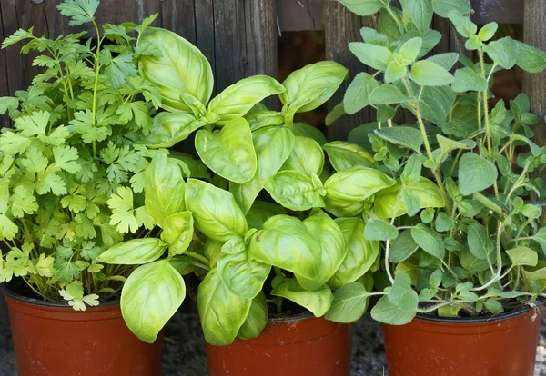 Close-up of parsley, basil and oregano in flower pots. — Stock Photo, Image