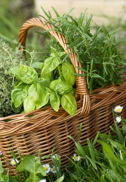 Keranjang dengan thyme, kemangi dan rosemary di taman . — Stok Foto