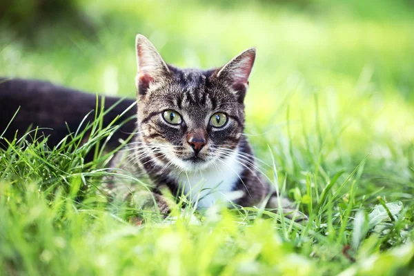 Gros plan du chat dans le jardin . — Photo