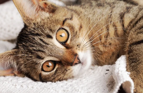 Close-up of cat o blanket. — Stock Photo, Image