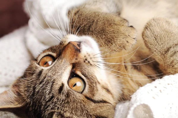 Primer plano del gatito acostado en la manta . — Foto de Stock