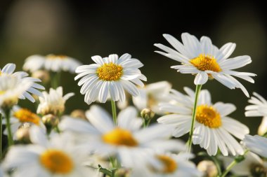 papatyalar Close-Up.