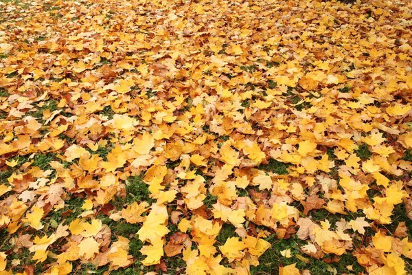 Close-up of colorful autumn leaves in park — Stock Photo, Image