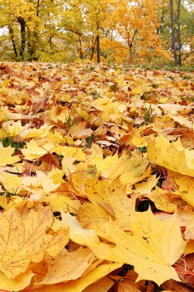 Close-up of colorful autumn leaves in park — Stock Photo, Image