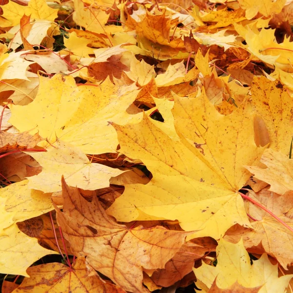 Close-up of colorful autumn leaves in park — Stock Photo, Image