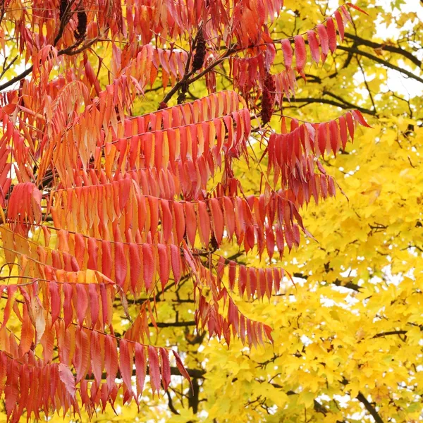 Detail of colorful trees and bushes in park. — Stock Photo, Image