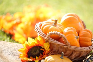 Pumpkins in basket and decorative corns.