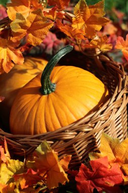 Kabak sepeti ve renkli sonbahar yaprakları.