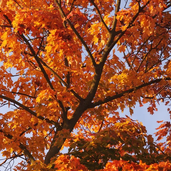 Detail of maple tree in autumn. — Stock Photo, Image