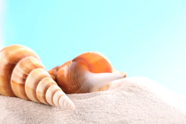 Concha de mar sobre arena con espacio para copiar — Foto de Stock