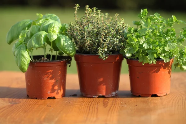 Basil, thyme and parsley in flower pots — Stock Photo, Image