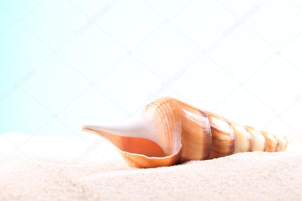 Seashell on sand with copy space
