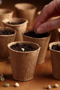 marul tohumu ve dikim tencere