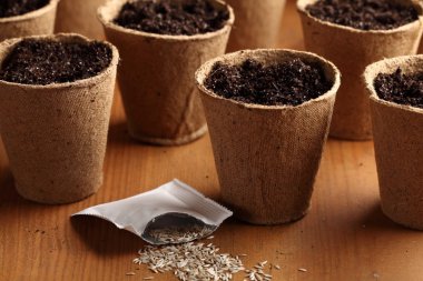 marul tohumu ve dikim tencere