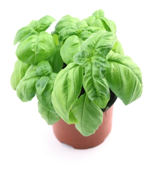 Basil in planting pot — Stock Photo, Image